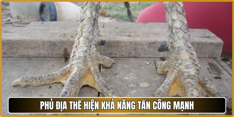 Phủ địa thể hiện khả năng tấn công mạnh