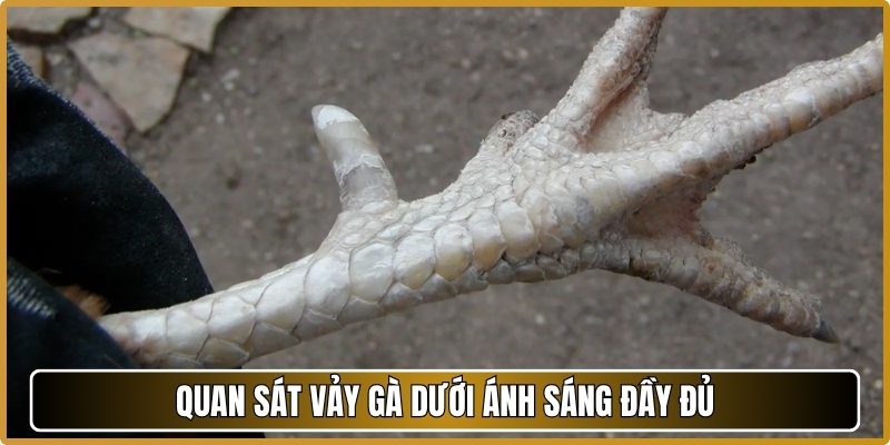 Quan sát vảy gà dưới ánh sáng đầy đủ
