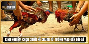 Kinh nghiệm chọn chiến kê