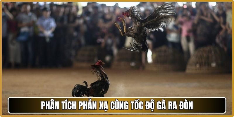 Phân tích phản xạ cùng tốc độ gà ra đòn