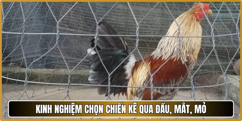 Kinh nghiệm chọn chiến kê qua đầu, mắt, mỏ