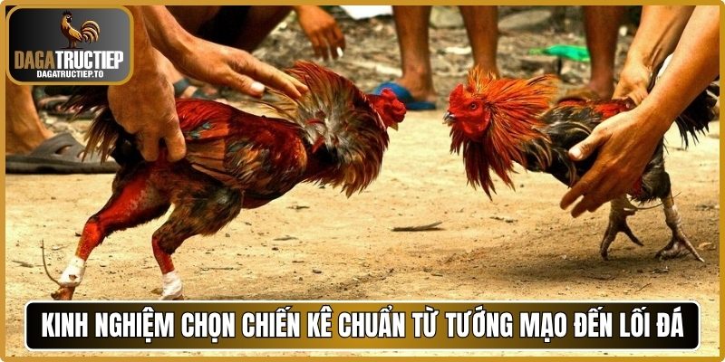 Kinh nghiệm chọn chiến kê