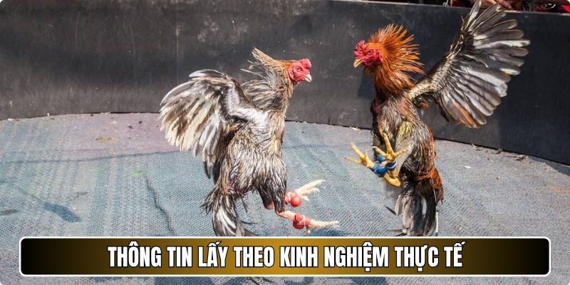 Thông tin lấy theo kinh nghiệm thực tế
