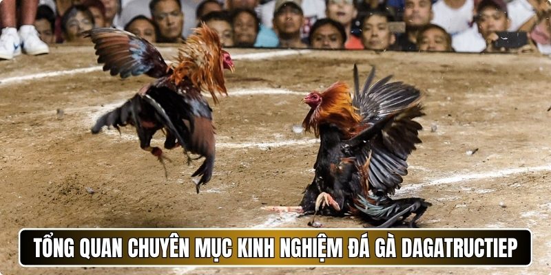 Tổng quan chuyên mục kinh nghiệm đá gà Dagatructiep