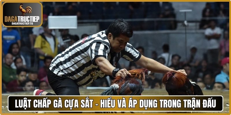 Luật Chấp Gà Cựa Sắt