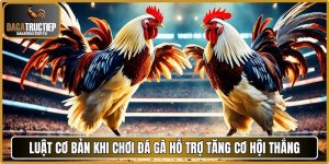 Luật cơ bản khi chơi đá gà