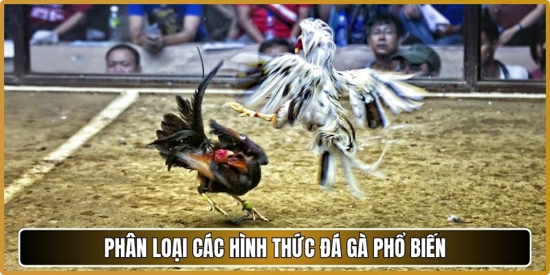 Phân loại các hình thức đá gà phổ biến