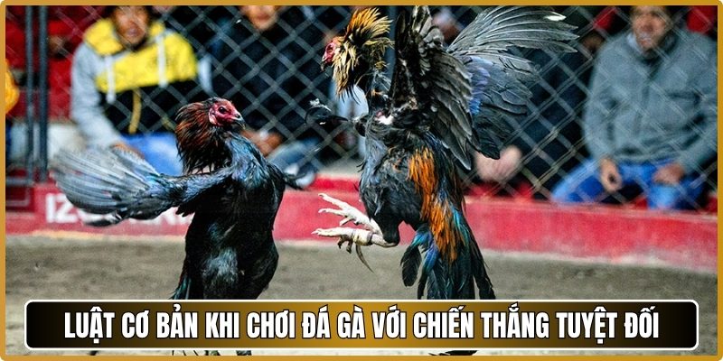 Luật cơ bản khi chơi đá gà với chiến thắng tuyệt đối
