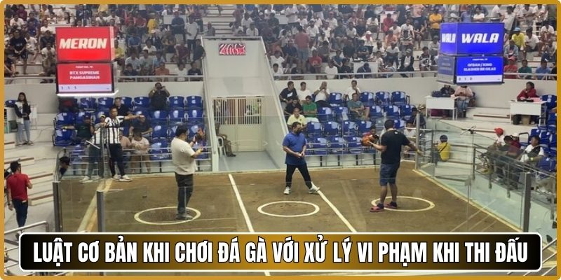 Luật cơ bản khi chơi đá gà với xử lý vi phạm khi thi đấu