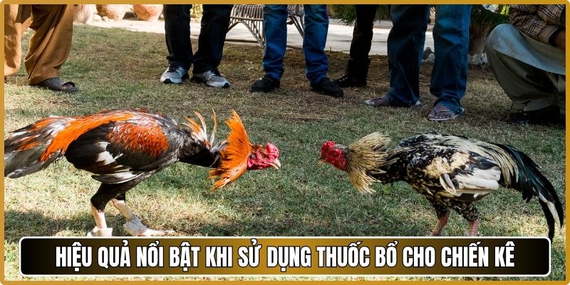 Hiệu quả nổi bật khi sử dụng thuốc bổ cho chiến kê
