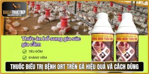 Thuốc điều trị bệnh ORT trên gà