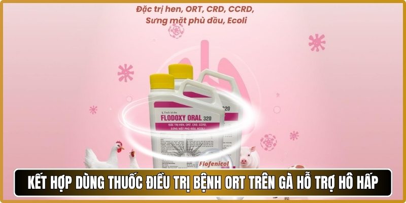 Kết hợp dùng thuốc điều trị bệnh ORT trên gà hỗ trợ hô hấp