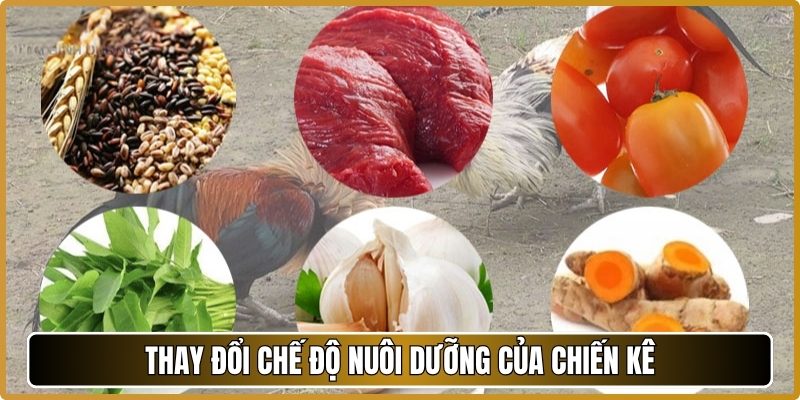 Thay đổi chế độ nuôi dưỡng của chiến kê