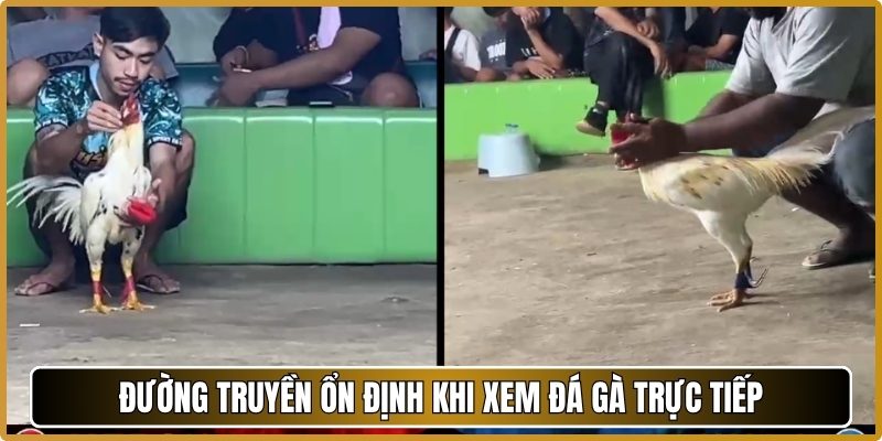 Đường truyền ổn định khi xem đá gà trực tiếp