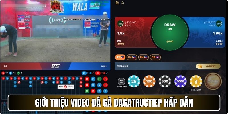 Giới thiệu video đá gà Dagatructiep hấp dẫn